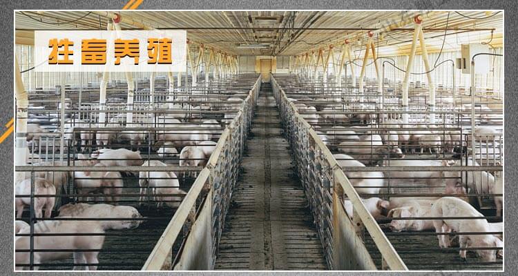 香港码料大全